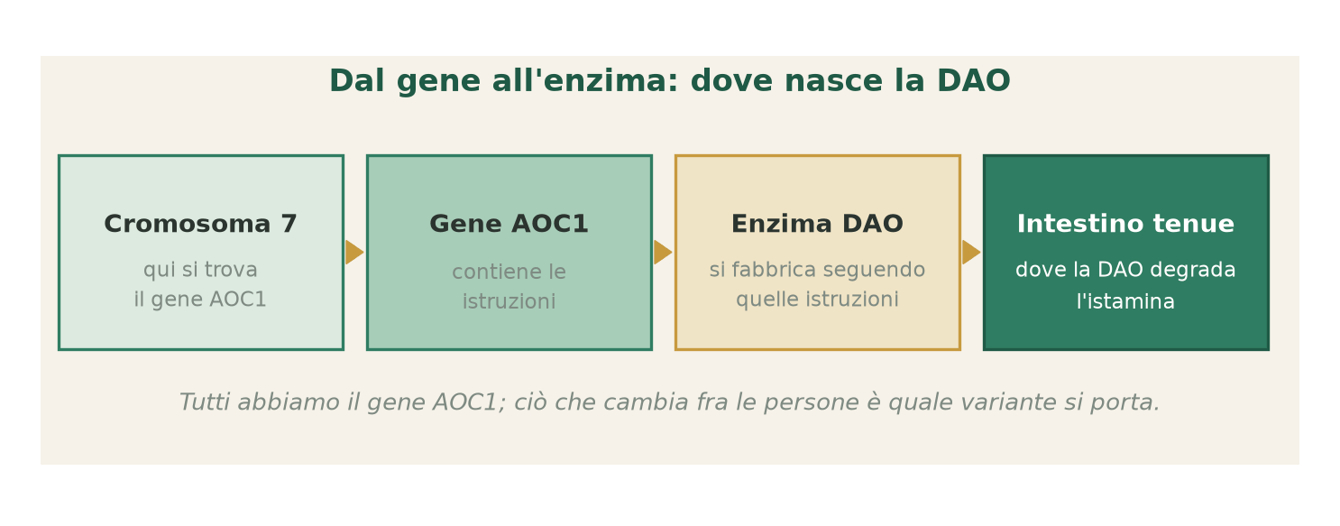 Il gene AOC1 (cromosoma 7) contiene le istruzioni per fabbricare l'enzima DAO, che si produce soprattutto nella mucosa dell'intestino tenue.