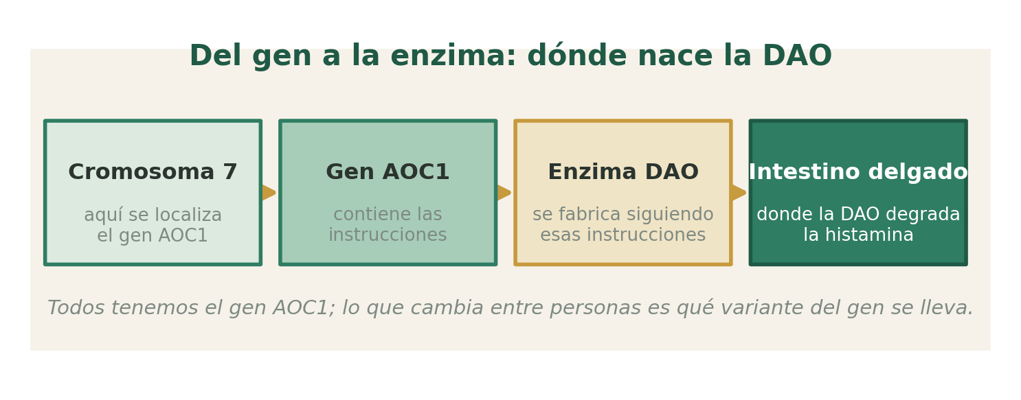 El gen AOC1 (cromosoma 7) contiene las instrucciones para fabricar la enzima DAO, que se produce sobre todo en la mucosa del intestino delgado.