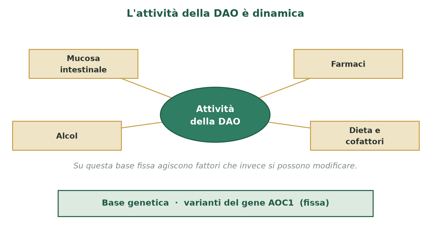 L'attività della DAO è dinamica: su una base genetica influiscono l'integrità della mucosa intestinale, certi farmaci, l'alcol e il modello alimentare.