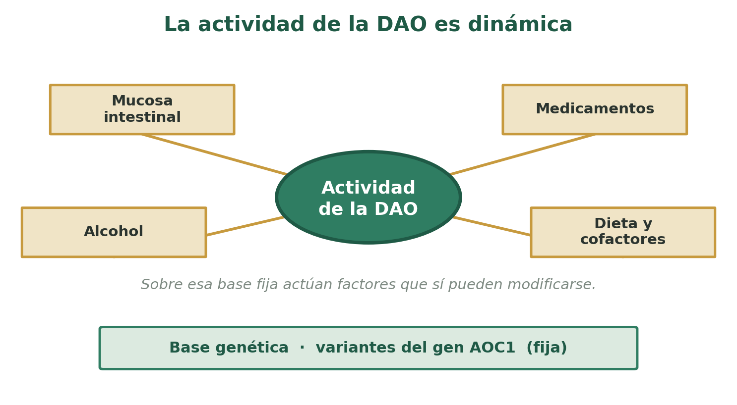 La actividad de la DAO es dinámica: sobre una base genética, influyen la integridad de la mucosa intestinal, ciertos medicamentos, el alcohol y el patrón de dieta.